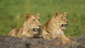 Lions of Murchison Falls National Park Royalty Free Stock Photo