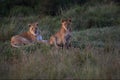 Lions in an open field in Masai Mara, Kenya