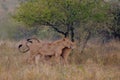 Lions (Panthera leo) Royalty Free Stock Photo