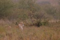 Lions (Panthera leo) Royalty Free Stock Photo