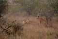 Lions (Panthera leo) Royalty Free Stock Photo