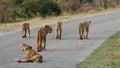 Lions on patrol in Africa Royalty Free Stock Photo