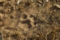 Lions pawprint