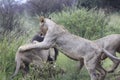 Lions playing with father Male lion - king of the jungle Royalty Free Stock Photo