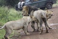 Lions playing with father Male lion - king of the jungle Royalty Free Stock Photo