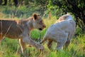 Lions Playing