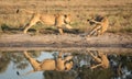 Lions playing near water, Savuti, Botswana