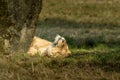 Lions portrait sleeping on his back in the grass Royalty Free Stock Photo