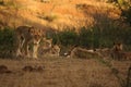 Lions pride Panthera leo have a rest in Kalahari desert, waiting for hunt Royalty Free Stock Photo