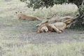 Lions pride resting Royalty Free Stock Photo