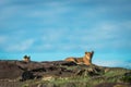 Lions relaxing in serengeti