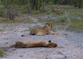 3 lions relaxing after their meal.