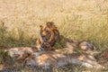 Lions rest in the grass Royalty Free Stock Photo