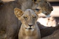 Lions rest in the grass of the savanna