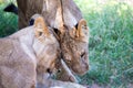 Lions rest in the grass of the savanna Royalty Free Stock Photo