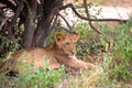 Lions rest in the grass of the savanna Royalty Free Stock Photo