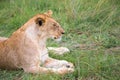 Lions rest in the grass of the savanna Royalty Free Stock Photo