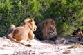 Lions rest on the ground in the shade of a bush on a sunny afternoon in the wild Afrika safari Royalty Free Stock Photo