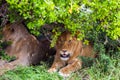 Lions rest after the hunt Royalty Free Stock Photo