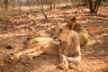 Lions resting Royalty Free Stock Photo