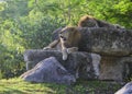 Lions resting on big rocks. Royalty Free Stock Photo