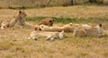 A lions resting in the late afternoon sun Royalty Free Stock Photo