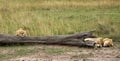 Lions resting near a fallen tree trunk, Masai Mara