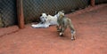 A lions resting and playing in the late afternoon sun Royalty Free Stock Photo