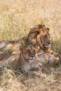 Lions resting in the shadow, a hot day