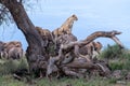 Lions resting on the tree trunk in a shallow focus with elephants in the field