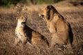 Lions roar at each other after mating Royalty Free Stock Photo