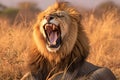 Lions roar powerful male lion captured in Kruger Park, South Africa Royalty Free Stock Photo