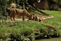 Lions on the rocky place in the captivity. Royalty Free Stock Photo