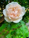 The Lions Rose Is A Romantic Rose.