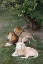 Lions s in Safari-Park Taigan near Belogorsk town, Crimea