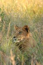 Lions in the Sabi Sand Game Reserve