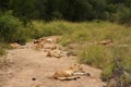 Lions in the Sabi Sand Game Reserve