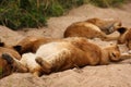 Lions in the Sabi Sand Game Reserve