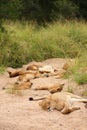 Lions in the Sabi Sand Game Reserve