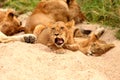 Lions in the Sabi Sand Game Reserve