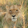 Lions in the Sabi Sand Game Reserve