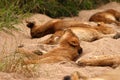 Lions in the Sabi Sand Game Reserve