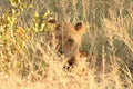 Lions in the Sabi Sand Game Reserve