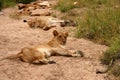 Lions in the Sabi Sand Game Reserve