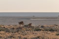 Lions in the sand dunes of the Etosha pan, Namibia, Africa Royalty Free Stock Photo