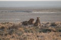 Lions in the sand dunes of the Etosha pan, Namibia, Africa Royalty Free Stock Photo