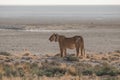 Lions in the sand dunes of the Etosha pan, Namibia, Africa Royalty Free Stock Photo