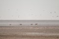 Lions in the sand dunes of the Etosha pan, Namibia, Africa Royalty Free Stock Photo