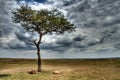 Typical landscape with lions in Kenya - Africa Royalty Free Stock Photo