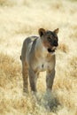 Lions in the savannah, Etosha National Park, Namibia Royalty Free Stock Photo